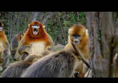 Astutos y letales: Defensa