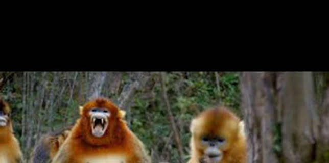 14:40: Astutos y letales: Defensa | Nat Geo Wild | 2/11 2026