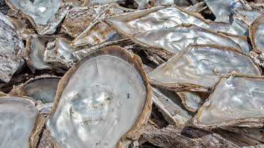 05:10: How Do They Do It? (S10 E18) (S10) | Kanal 9 | 4/14 2026