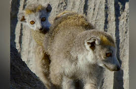 Land Of Primates: Lemurs of Madagascar