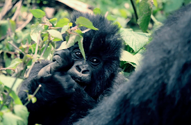 72 Cutest Animals: Fluff and Stuff