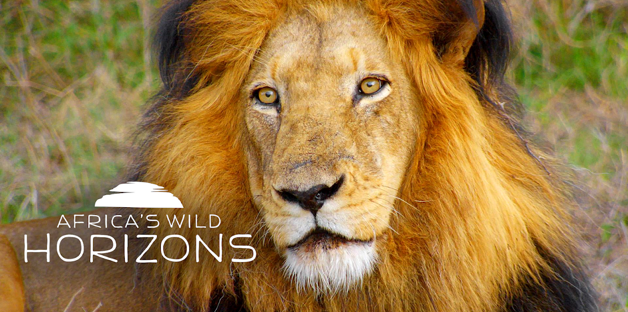 Africa's Wild Horizons