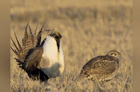 Wild Photo Adventures: Grouse of the Prairie