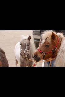 23:30: El increíble doctor Pol: Madre no hay más que una | Nat Geo Wild | 2/3 2026