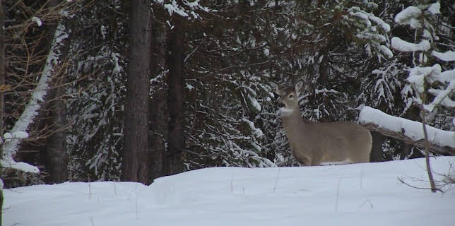 11:00 PM: New: Mountain Men | History | 2/19 2026