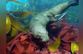 Coastal Africa: Africa's Golden Forest