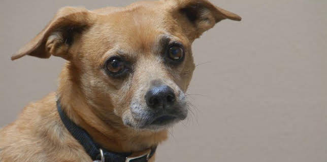 1:00 PM: Dr. Jeff: Rocky Mountain Vet (S1) | Discovery Channel | 3/26 2026