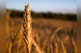 Food: A Cultural Culinary History: What Early Agriculturalists Ate