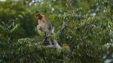 18:30: NANO: Regenwald Revival | 3SAT | 9/17 2026