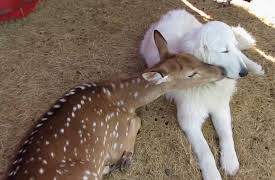 World's Funniest Animals Specials: Valentine's Day