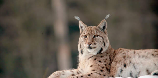 16:30: Erlebnis Erde: Wildes Deutschland - Der Schwarzwald | WDR Fernsehen | 11/23 2025