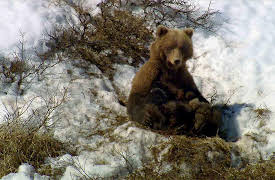 discovery+ Immersions, Season 1: A Day in the Wildlife