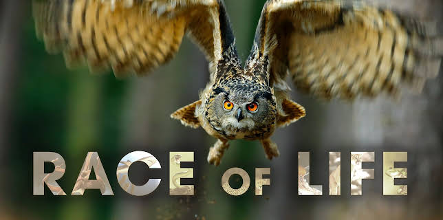 Race of Life
