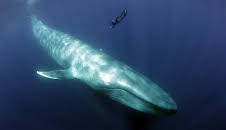 Blaues Wunder Pazifik (1)