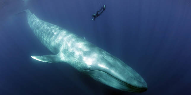 07:45: Blaues Wunder Pazifik (1) | ZDFneo | 11/2 2025