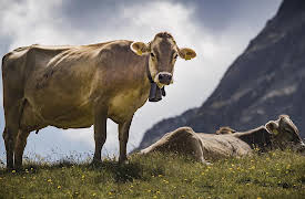 Paradise Preserved: Switzerland - Saving the Alpine Meadows