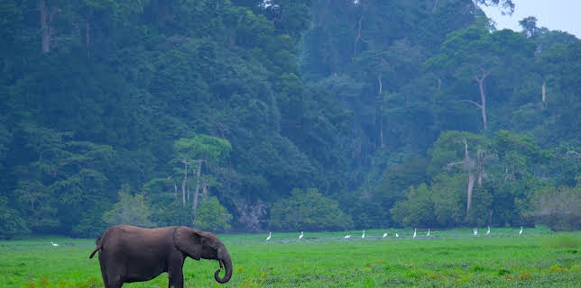 15:20: Gabun - Der Schatz im Regenwald | 3SAT | 12/3 2025