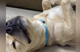 Rescue Dog To Super Dog Season 1: Holding On to Hope