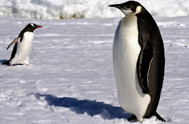 Polar Explorations: Living among the Penguins