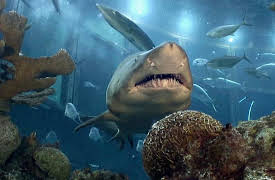 Shark Dive TV: Hunting for Megalodon Shark Teeth