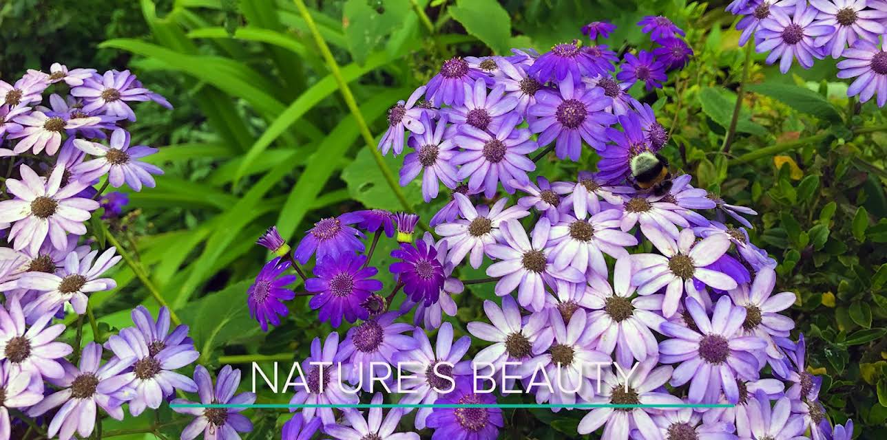 30 Minutes of Nature's Beauty