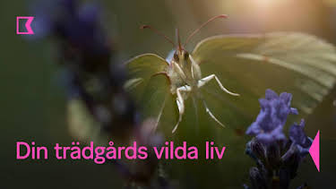 20:05: Din trädgårds vilda liv | Kunskapskanalen | 6/7 2026