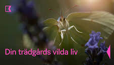 Din trädgårds vilda liv