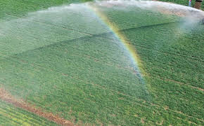 Schnittgut. Alles aus dem Garten