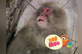 Dance Fever: Snow Monkeys