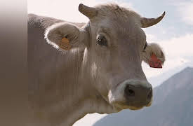Wallride Gravel: Episode 9 - Lleida - El paraiso de los Pirineos