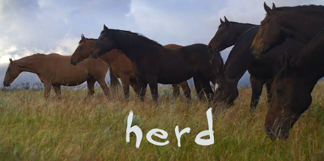 Herd (2017)