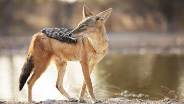 3:30 PM: Dogs in the Wild: Meet the Family (S1) | BBC Two | 9/3 2026