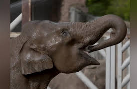 The Secret Life Of The Zoo Season 1: Save the Elephants