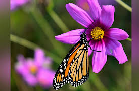 The Science of Gardening: Plant Selection: Natives versus Non-Natives