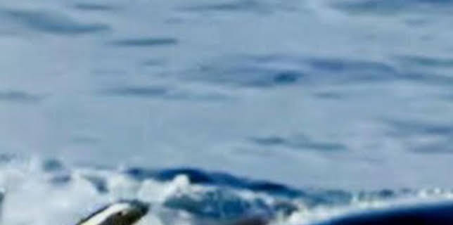 12:00: Pesca radical: Nada excepto mamíferos | Discovery | 3/26 2026