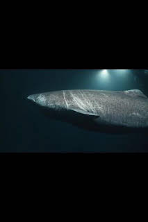 07:00: Cuando los tiburones atacan: Pánico en el paraíso | Nat Geo Wild | 3/20 2026