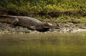 Jane: Gavialis gangeticus