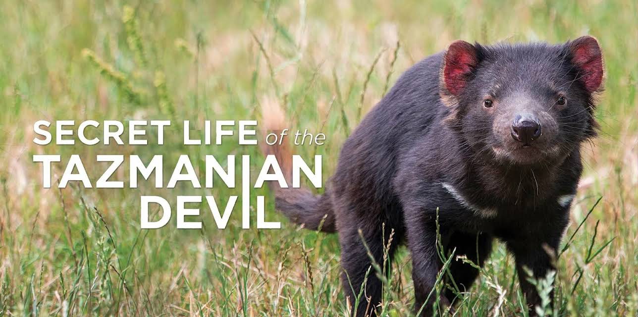 Secret Life of the Tasmanian Devil