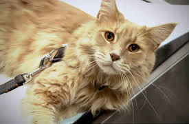 The Bionic Vet: Episode 5