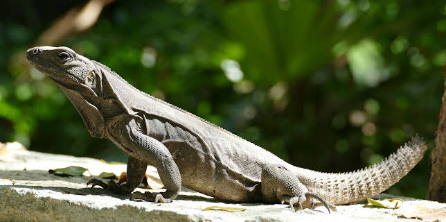 09:53: Little Giants (S1 E12) (S1) | Animal Planet | 1/11 2026