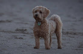 How to Not Get Cancer: Before It Happens