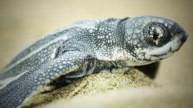 5:15 PM: Natural World | BBC Two | 1/8 2026