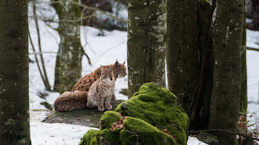11:05: Abenteuer Wildnis | BR Fernsehen | 7/30 2026
