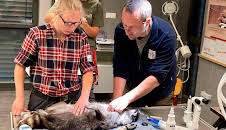 Seelöwe & Co. - tierisch beliebt (16)