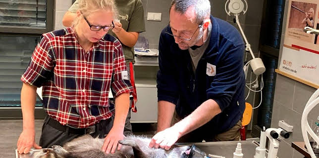 17:10: Seelöwe & Co. - tierisch beliebt (16) | NDR Fernsehen | 1/22 2026