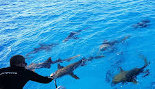 Laws of Jaws - Das Gesetz der Haie