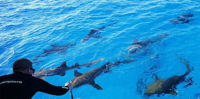 15:25: Laws of Jaws - Das Gesetz der Haie | ProSieben Maxx | 12/24 2025