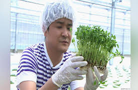 Dining Al Fresco: Pea Sprouts