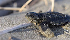 Feindselige Erde - Anpassen oder sterben