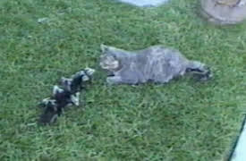 Funniest Pets and People: Have Your Cake and Eat it Too